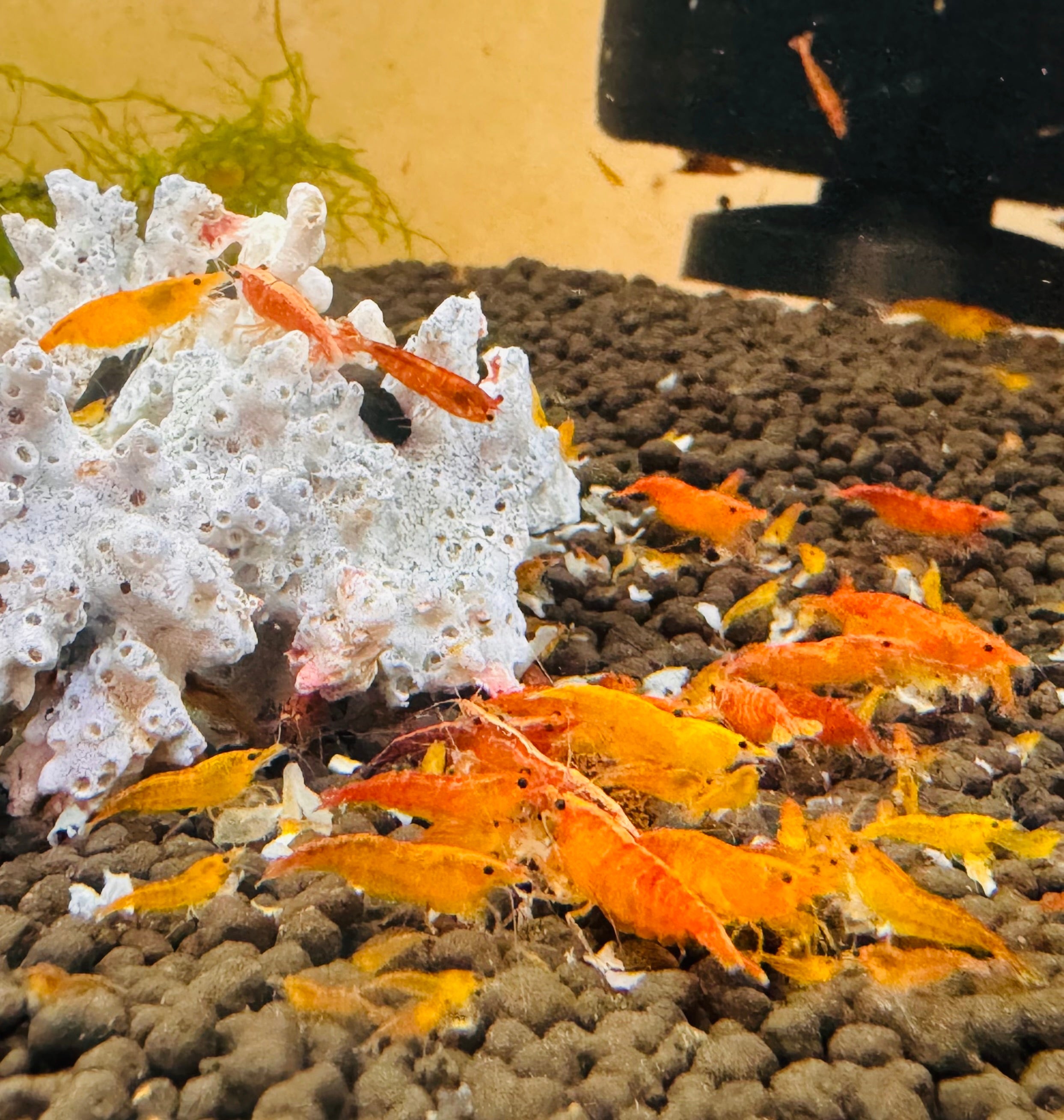 BUY 10 GET 5 FREE Cherry Shrimp - Sunkist 1cm Micro Aquatic Shop