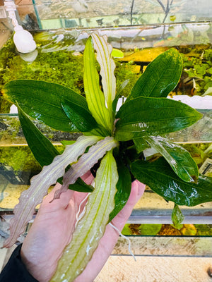 Low Tech Rare- Echinodorus amazon 'White Flame “ Micro Aquatic Shop
