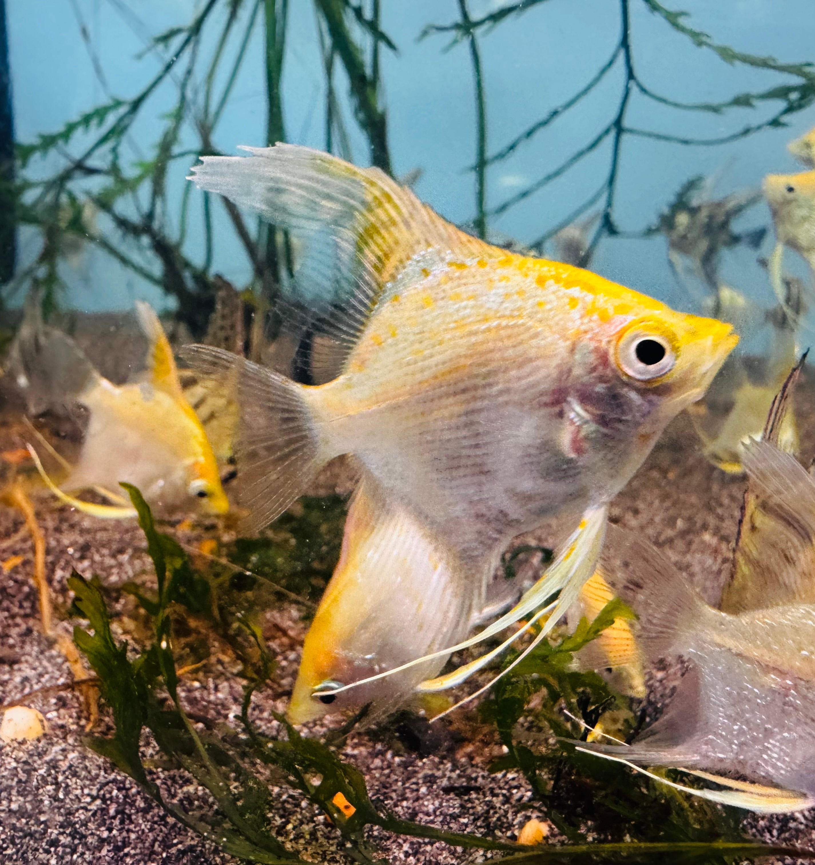 Angel fish - Golden