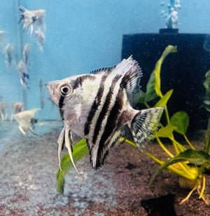 Angel Fish - Blue Pinoy Micro Aquatic Shop