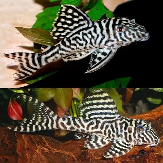 L066 King Tiger Pleco Micro Aquatic Shop