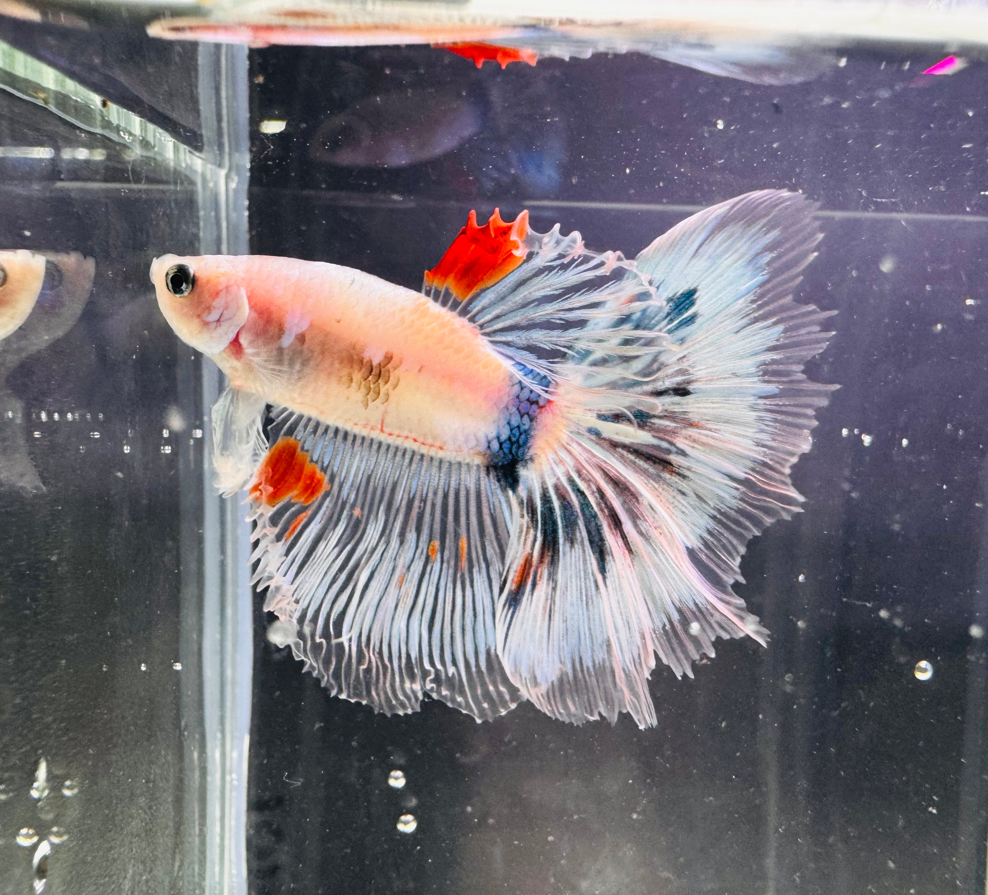 Betta Male - Dark Knight D1