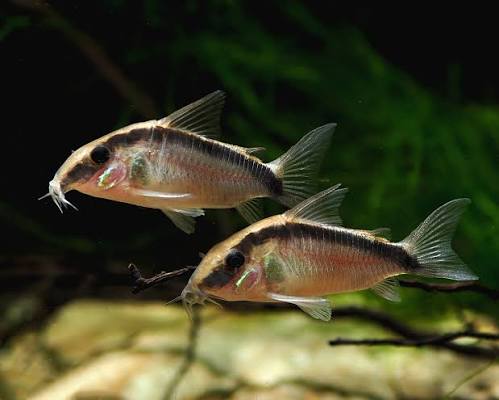 Corydoras - ARCUATUS 3cm