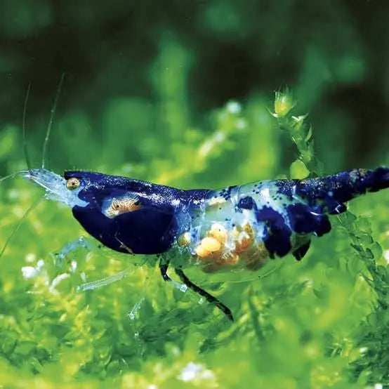 *NEW *Blue Dragon Cherry Micro Aquatic Shop