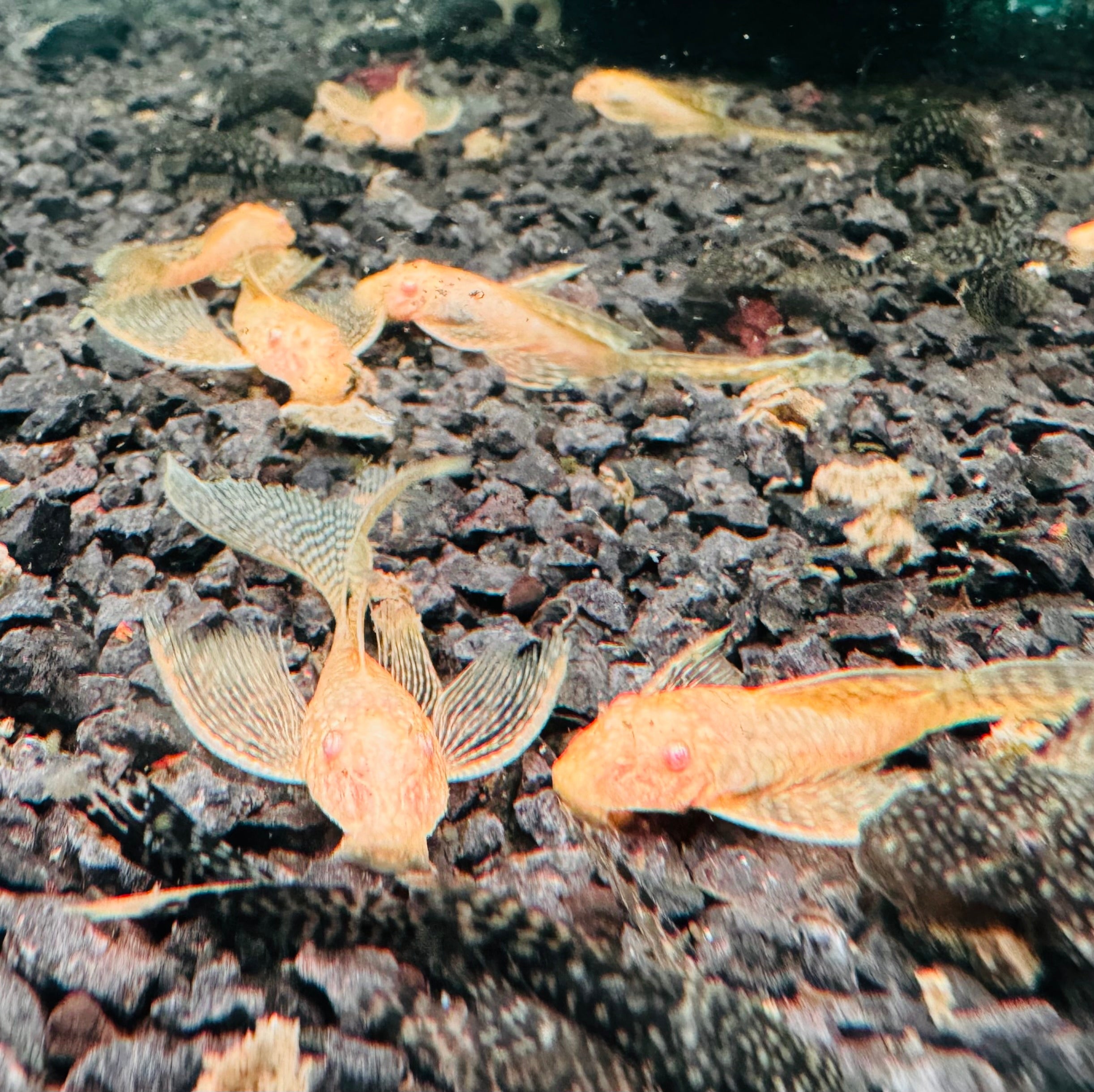 Albino Bristlenose Long Fin 5-6cm Micro Aquatic Shop