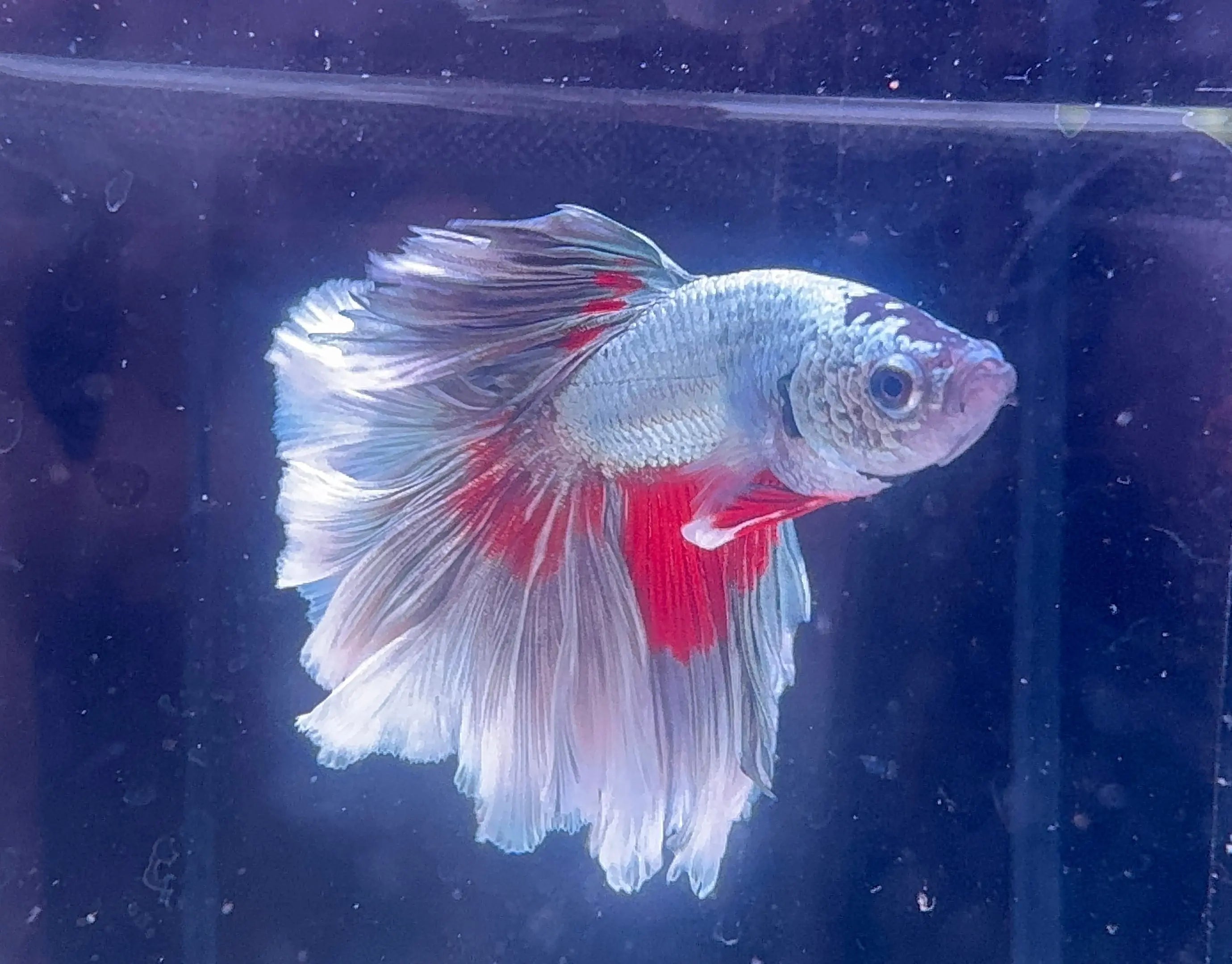 Betta Male - Dark Knight D4 Micro Aquatic Shop