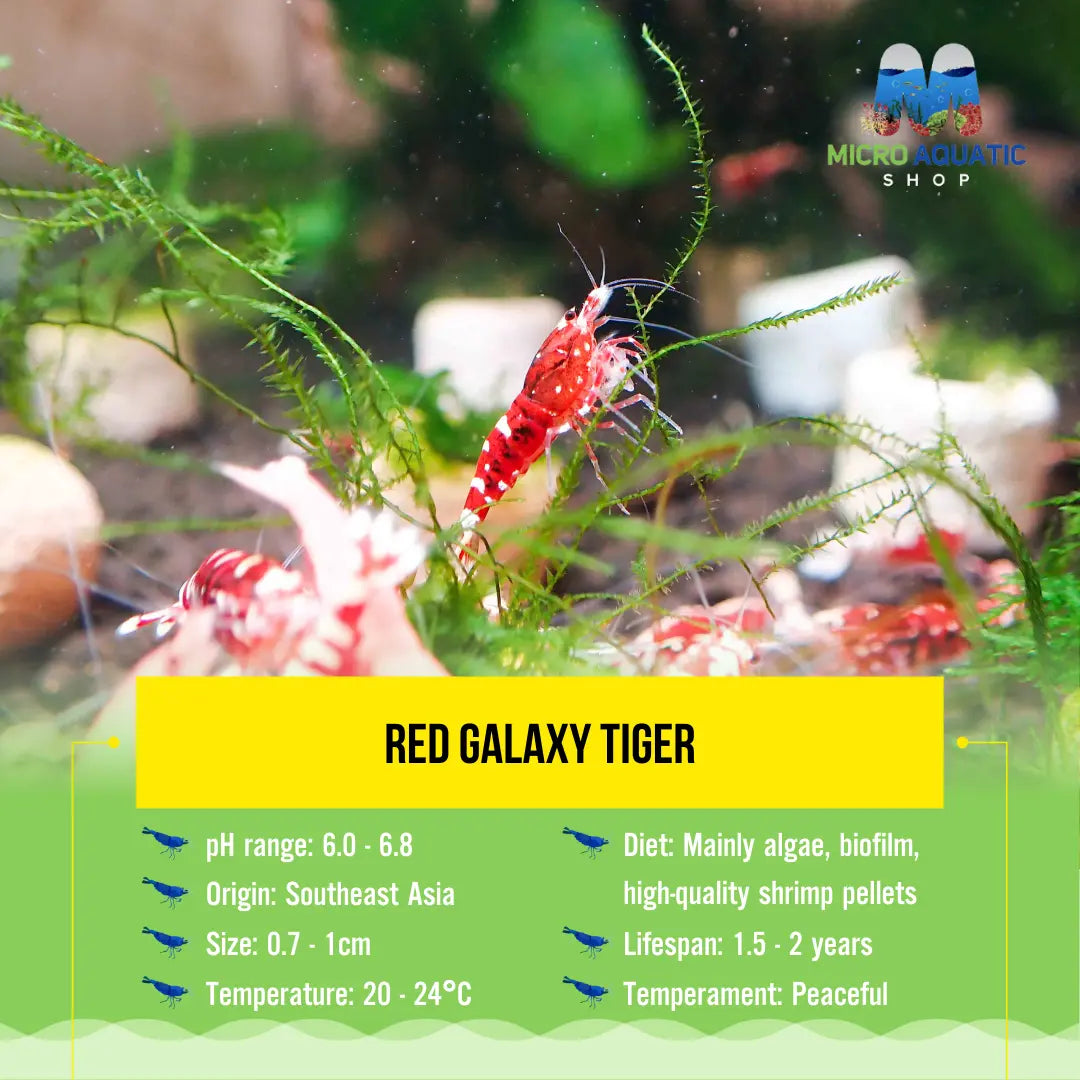 Red Galaxy Tiger Micro Aquatic Shop
