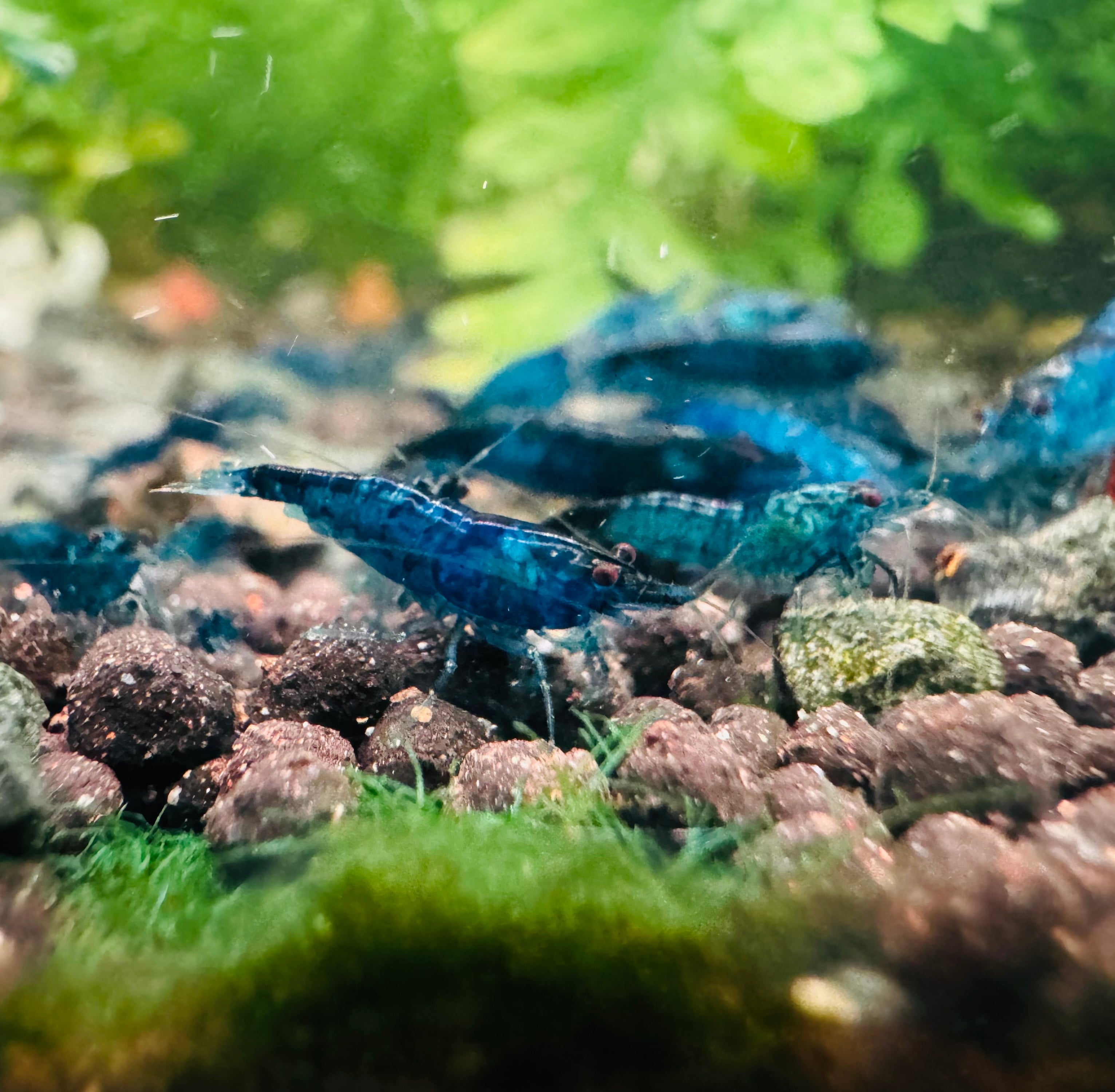 30% SAVE Blue Diamond Shrimp Starter Bundle Micro Aquatic Shop