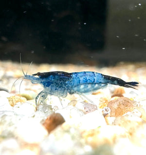 *NEW *Blue Dragon Cherry Micro Aquatic Shop