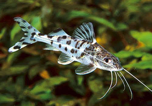 Catfish - Pictus 6cm Show