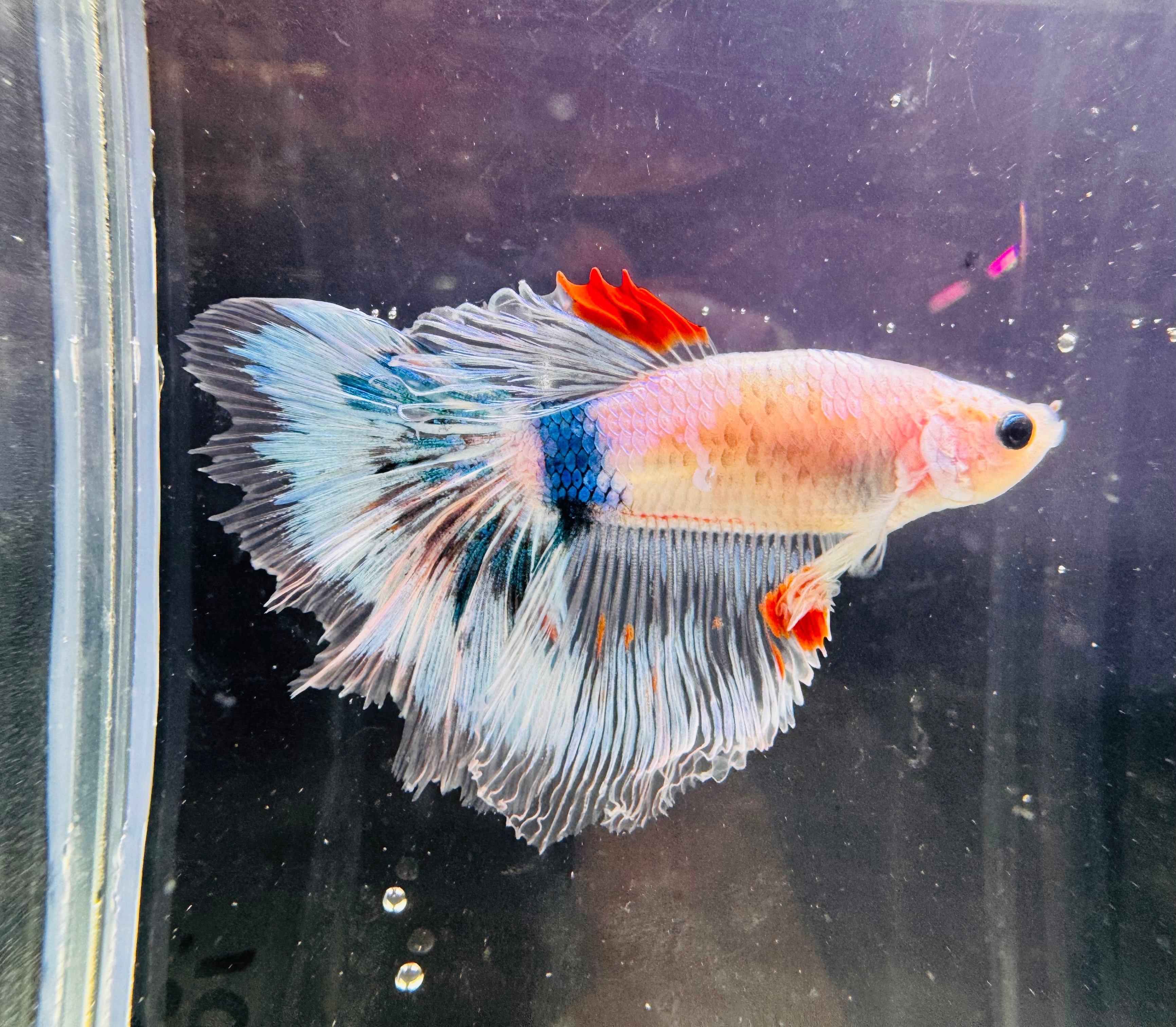 Betta Male - Dark Knight D1