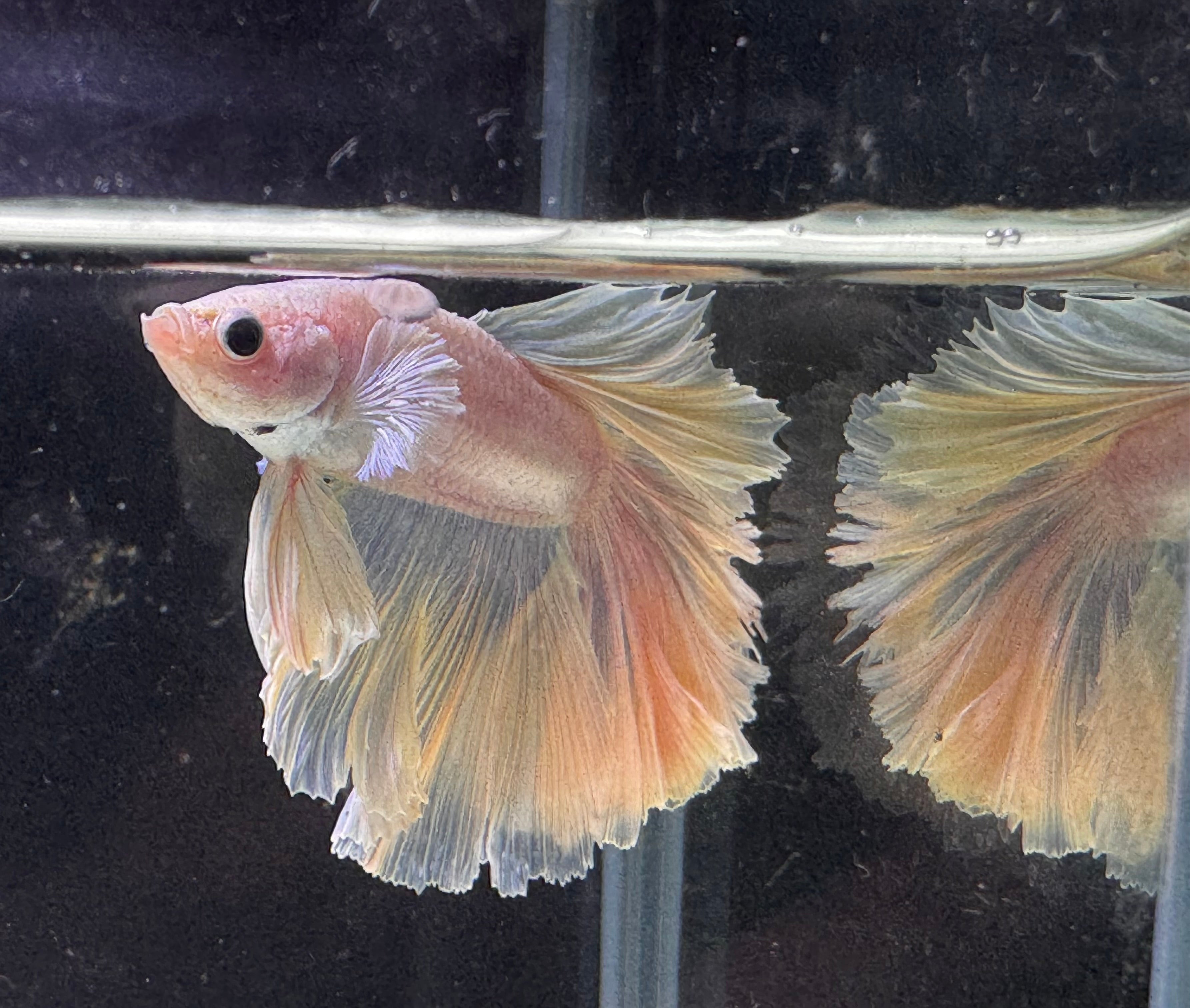 Betta Male - A Grade Half Moon Pearly