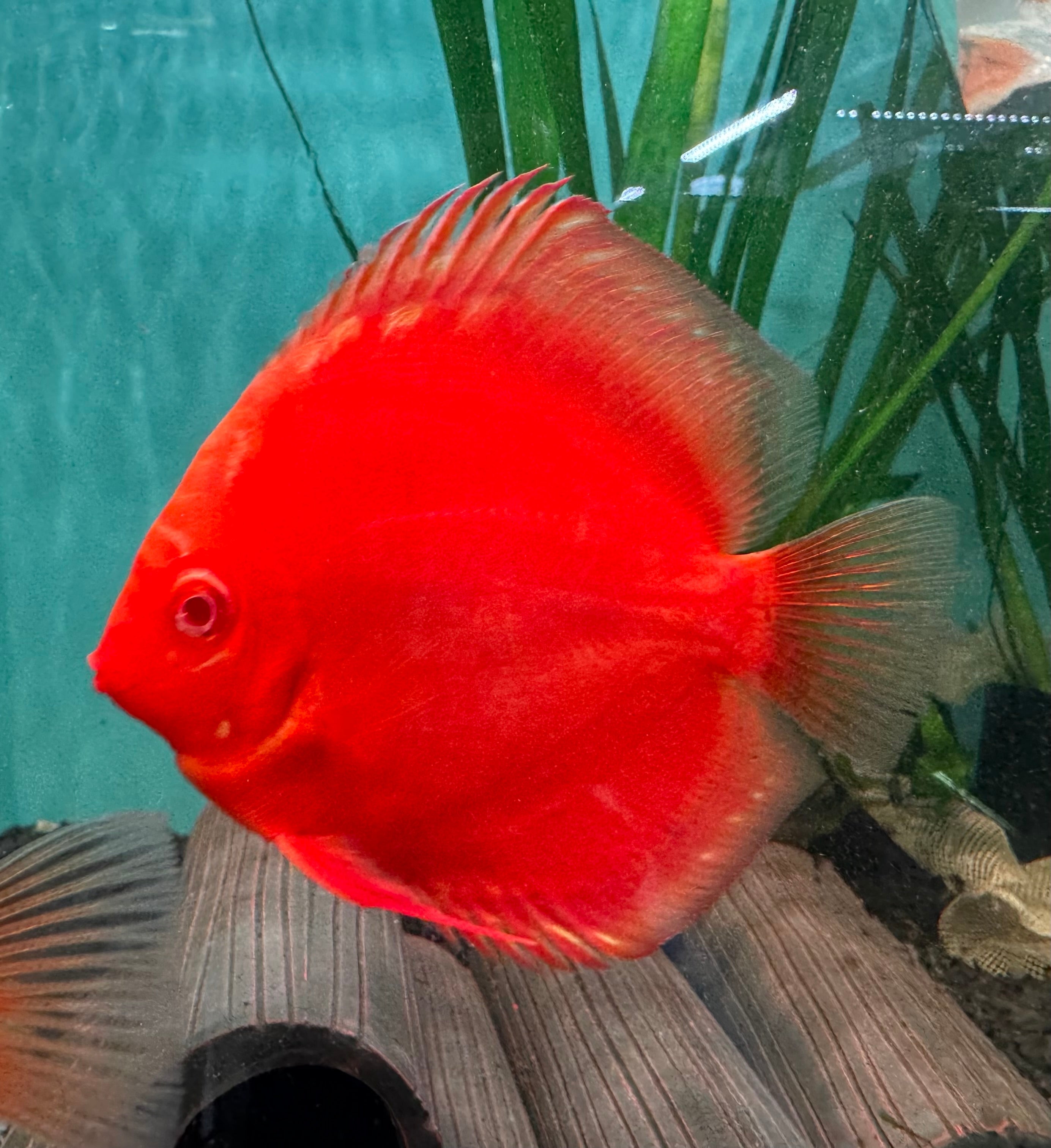 Discus - Albino Red 9cm Nice Micro Aquatic Shop