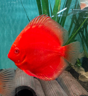 Discus - Albino Red 9cm Nice Micro Aquatic Shop