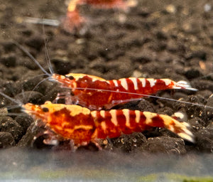 Cardina Shrimp -Red Galaxy Snowflake (High Grade) Micro Aquatic Shop
