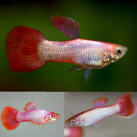 Pastel Pink Male Guppy Micro Aquatic Shop