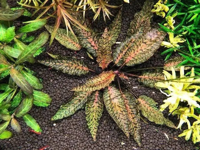 Rare Cryptocoryne Nurii Rosen Maiden Micro Aquatic Shop
