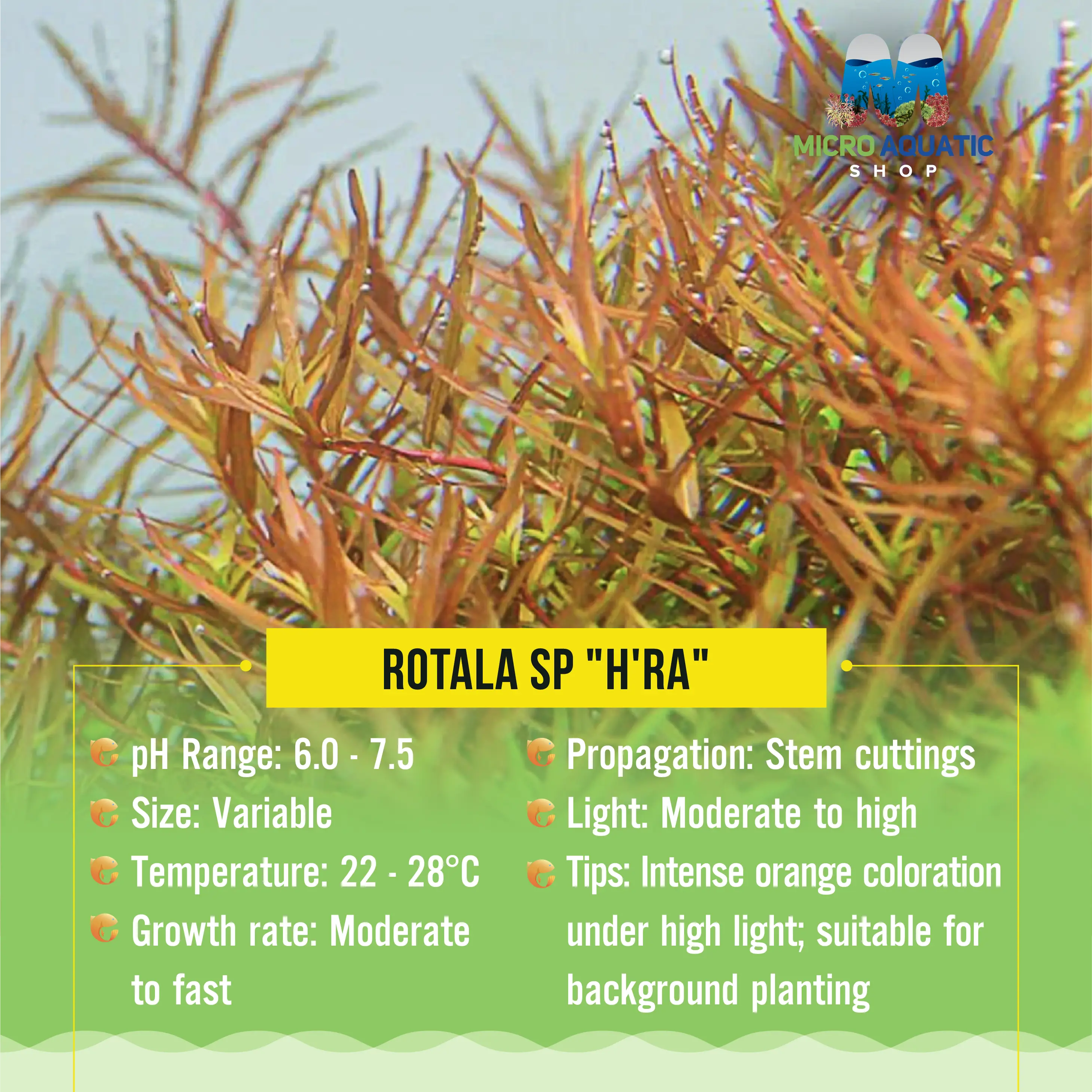 Rotala sp "H'ra" Micro Aquatic Shop