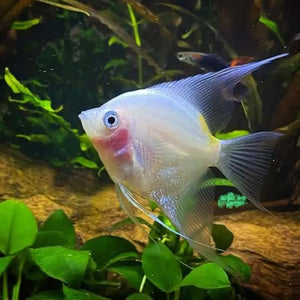 Angel Fish - Blushing Cheek 4cm Micro Aquatic Shop