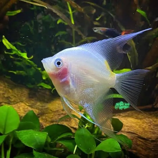 Angel Fish - Blushing Cheek 4cm Micro Aquatic Shop