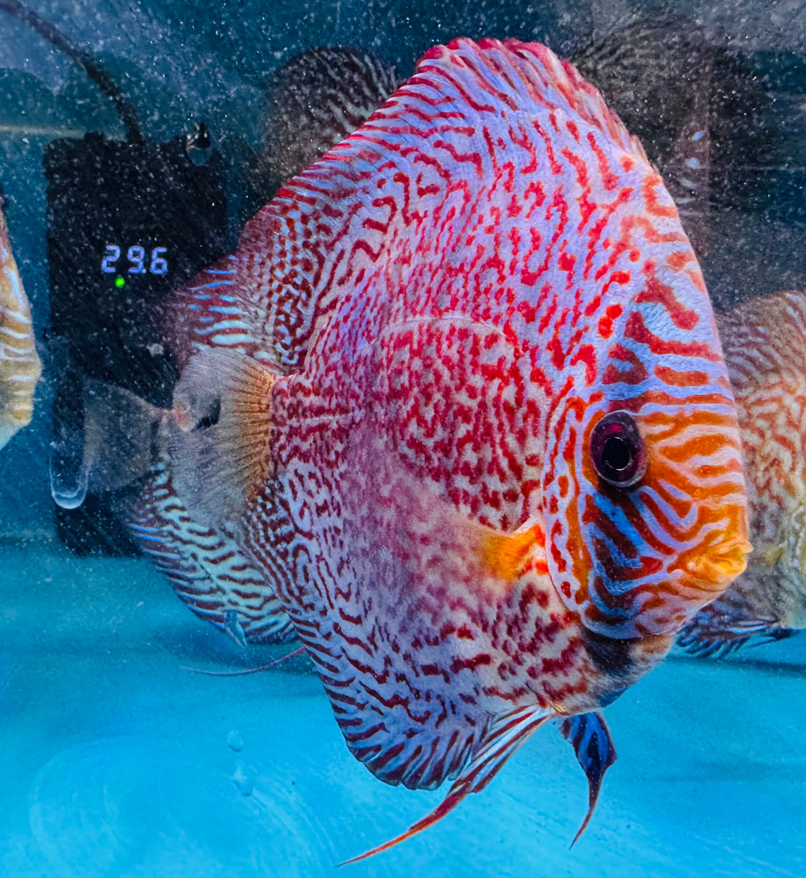 Discus - German Leopard 14cm Show Micro Aquatic Shop