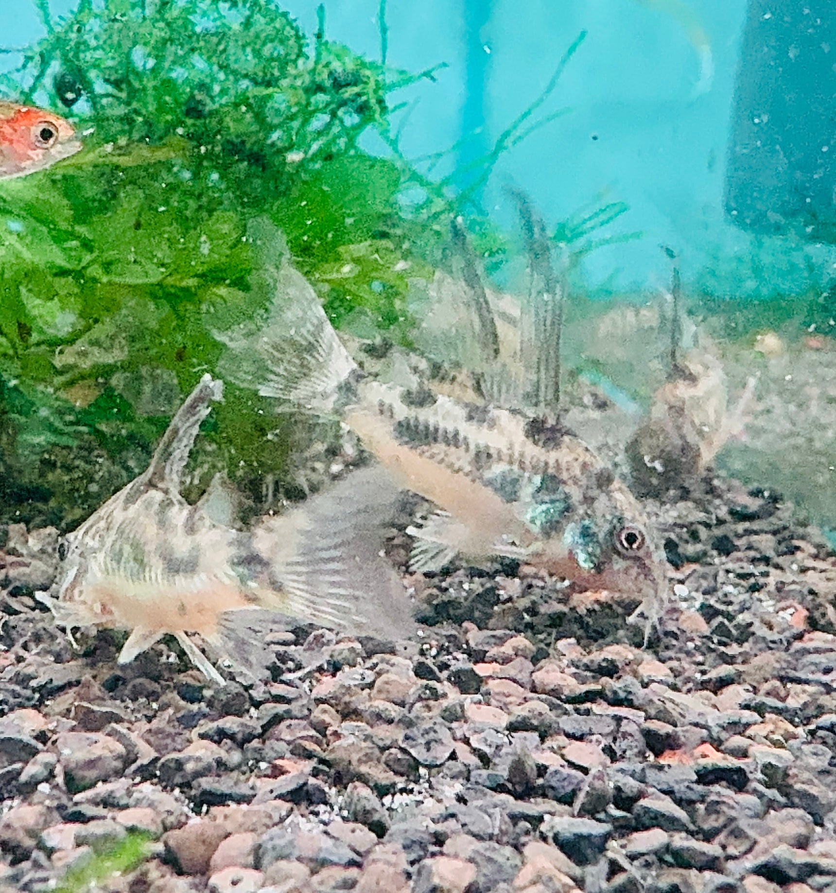 Corydora - Peppered Hifin Micro Aquatic Shop