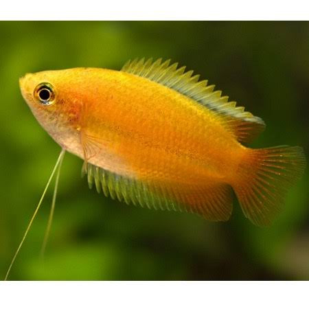 Gourami - Dwarf Golden Honey 3cm Micro Aquatic Shop