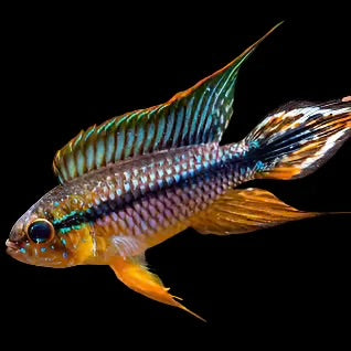 Dwarf American Cichlid - -Apistogramma Agassiz Alenquer Micro Aquatic Shop