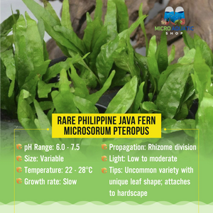 Rare Philippine Java fern - Microsorum pteropus Micro Aquatic Shop