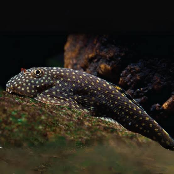 Stream Loaches -Spotted Borneo Sucker 4cm