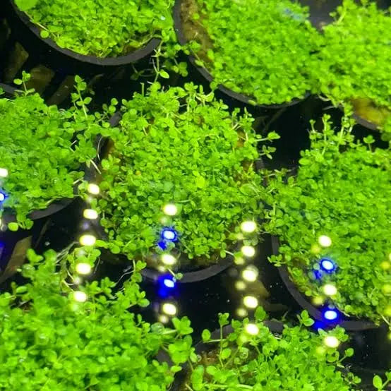 Hemianthus micranthemoides (Narrow Leafed Baby Tears) Micro Aquatic Shop