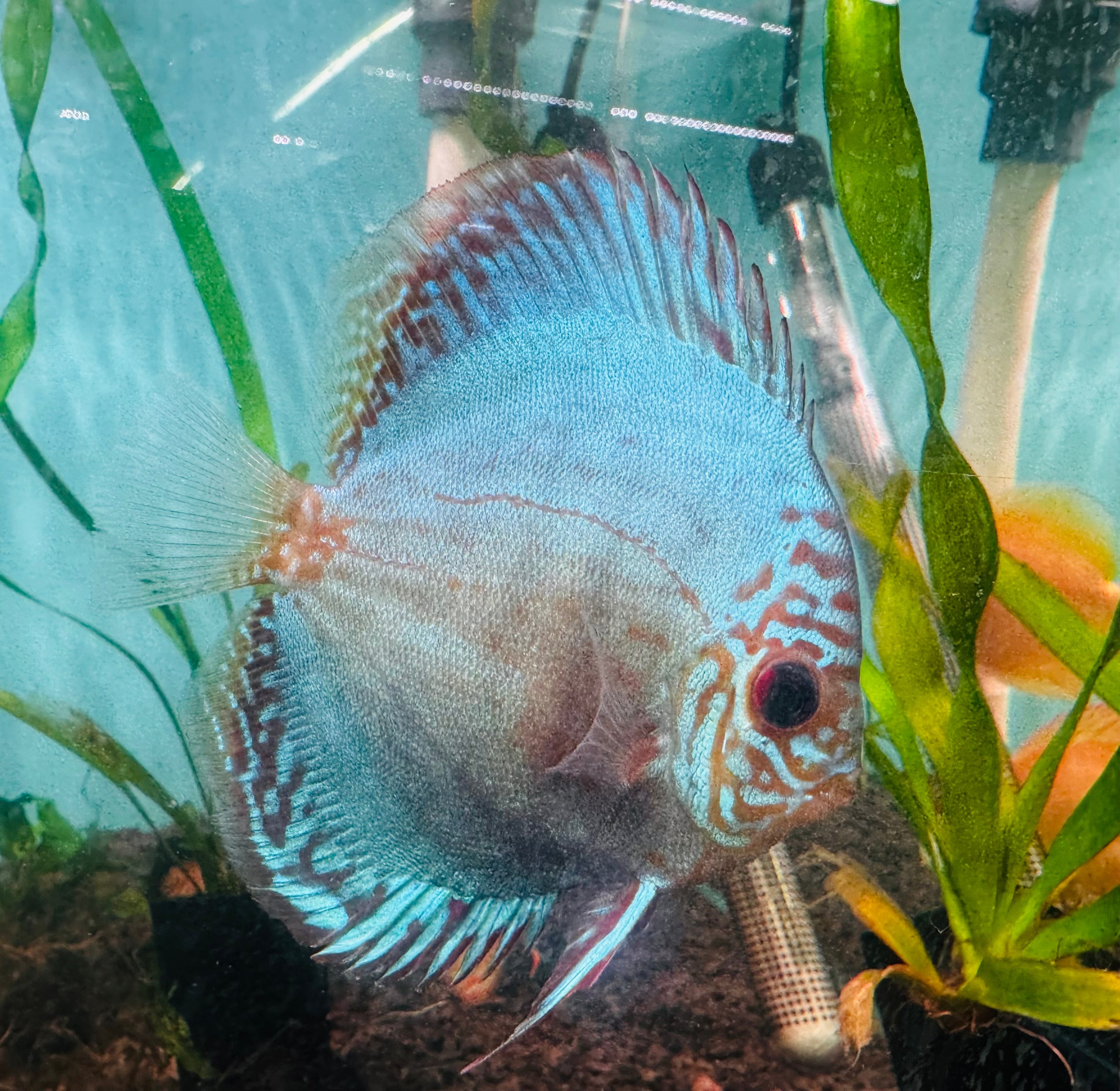 Discus - Tiger Turquoise 8-9cm Micro Aquatic Shop