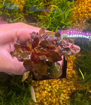 Buy 3 Get 1 Free Aquarium Plants Bundle Micro Aquatic Shop