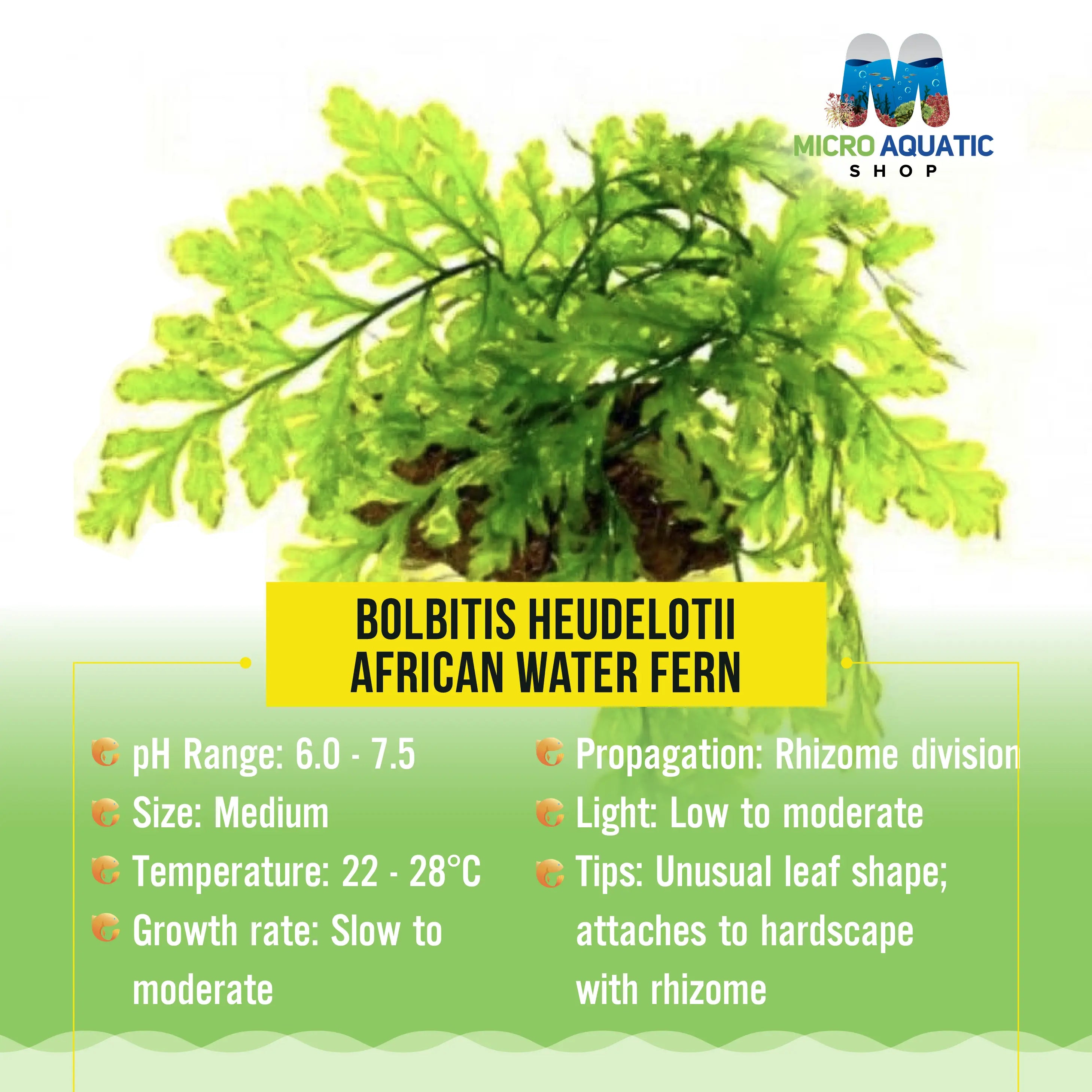 Bolbitis heudelotii - African Water Fern Micro Aquatic Shop