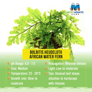Bolbitis heudelotii - African Water Fern Micro Aquatic Shop