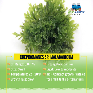 Crepidomanes sp. Malabaricum Micro Aquatic Shop