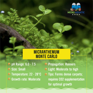 Carpet Plant -Monte Carlo Micro Aquatic Shop