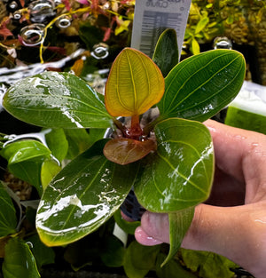 Echinodorus amazon 'Red Bear” Micro Aquatic Shop