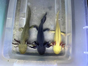 Axolots 12-15cm Micro Aquatic Shop