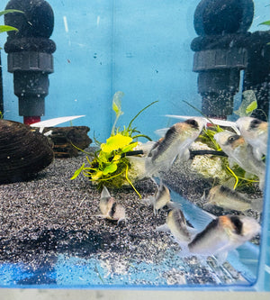 Corydoras Adolfoi 2.5cm Micro Aquatic Shop