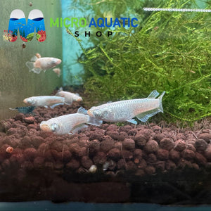 Japanese rice fish - Gabriel Demekin Medaka 2cm Micro Aquatic Shop