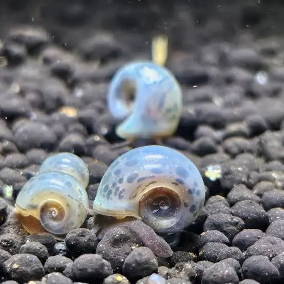 Flash Sale Ramshorn Snail - Blue leopard Micro Aquatic Shop