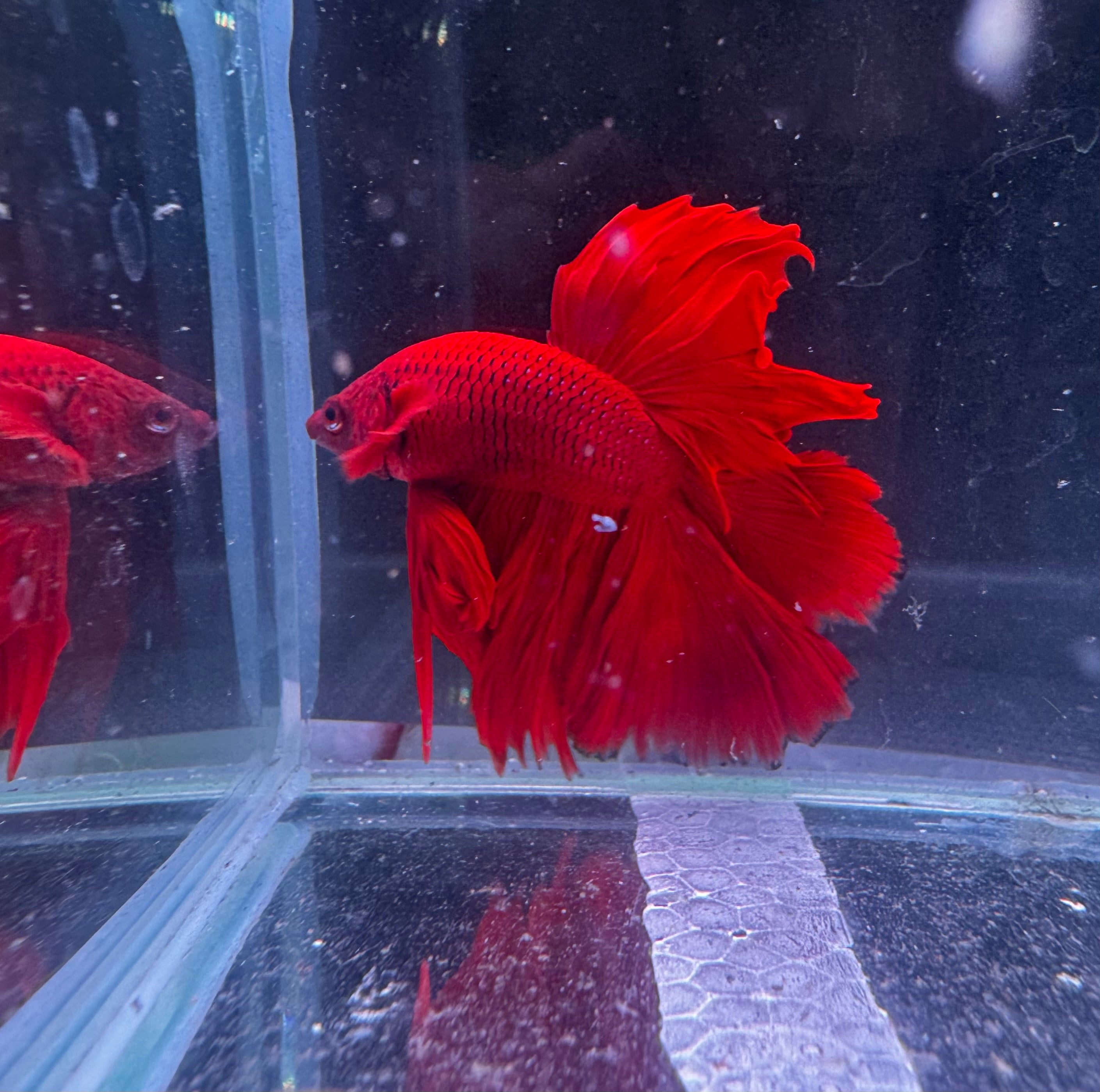 Betta Male - A Grade Half Moon Red Rose