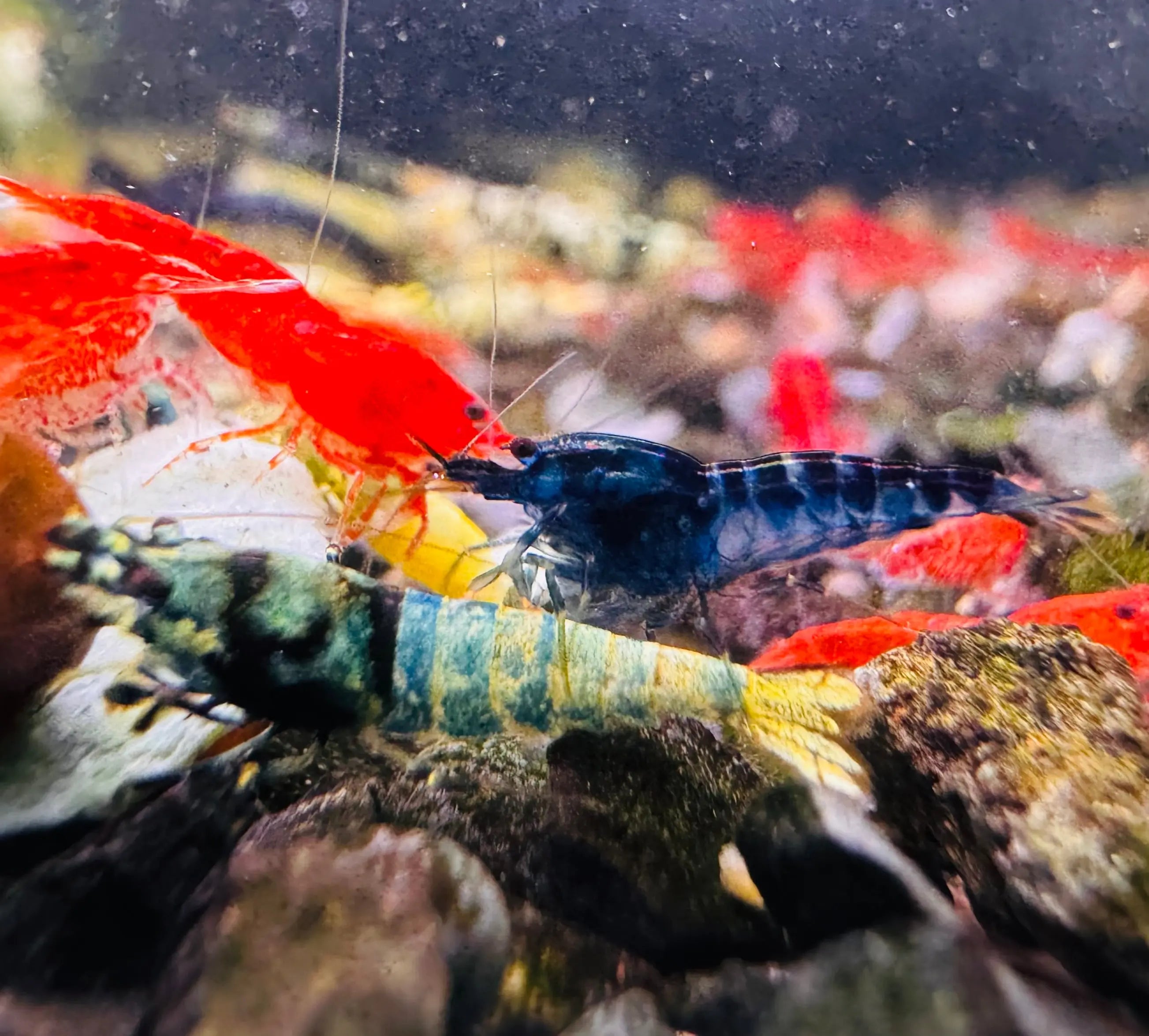 Caridina Shrimp - Mix Random Colour 1.5cm Micro Aquatic Shop