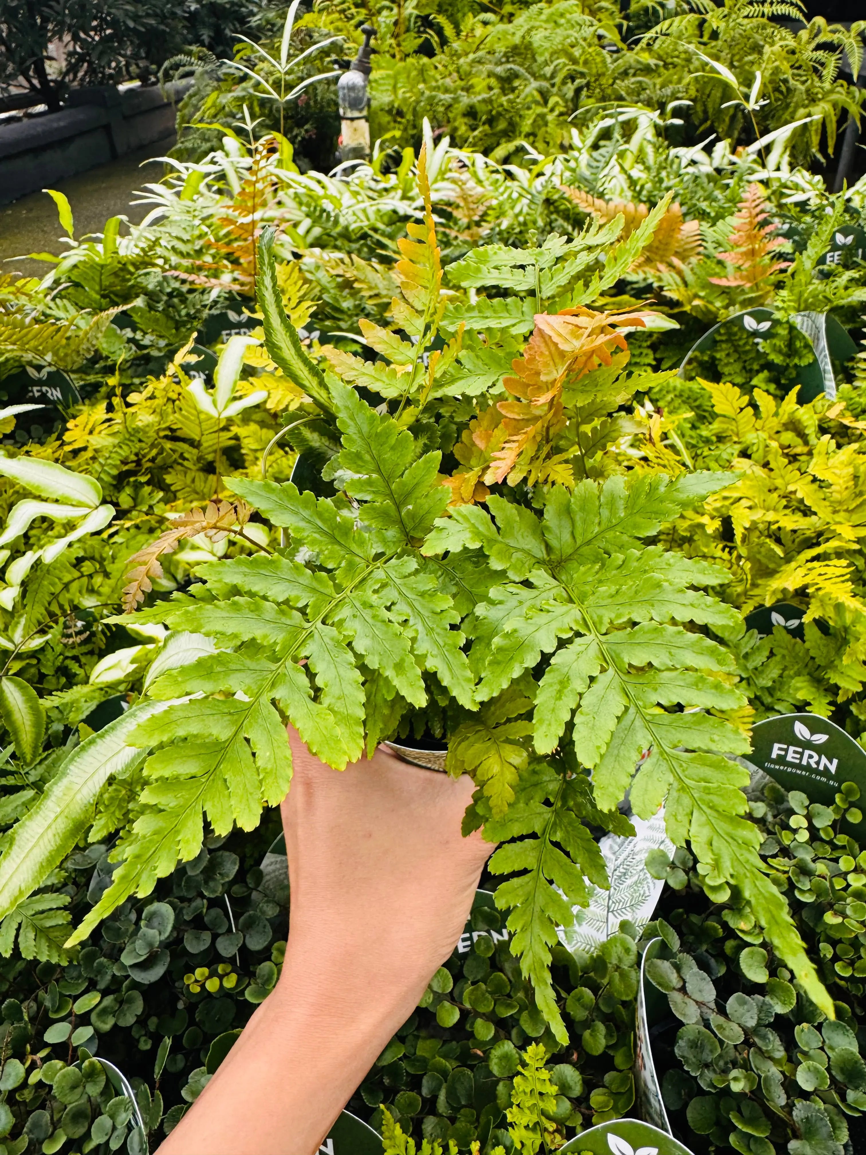 Terra-Autumn Fern DRYOPTERIS ERYTHOSORA Micro Aquatic Shop