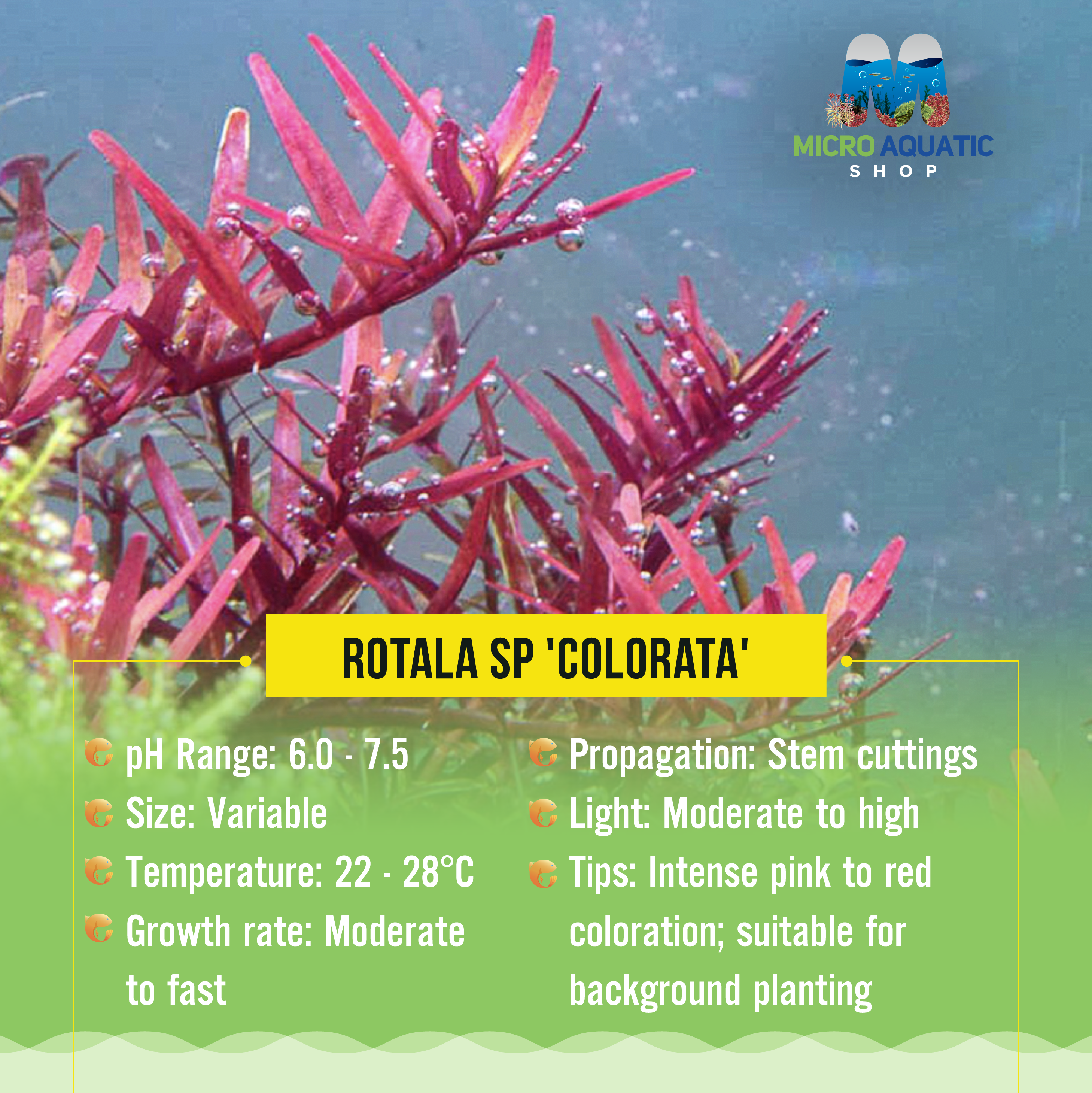 Rotala sp 'Colorata'