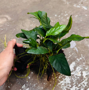 Assorted Anubias on Medium Driftwood Micro Aquatic Shop