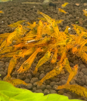 Tiger Shrimp -Tangerine Micro Aquatic Shop