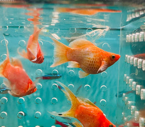 Mollies – A Grade Gold Metalic Balloon 3cm Micro Aquatic Shop