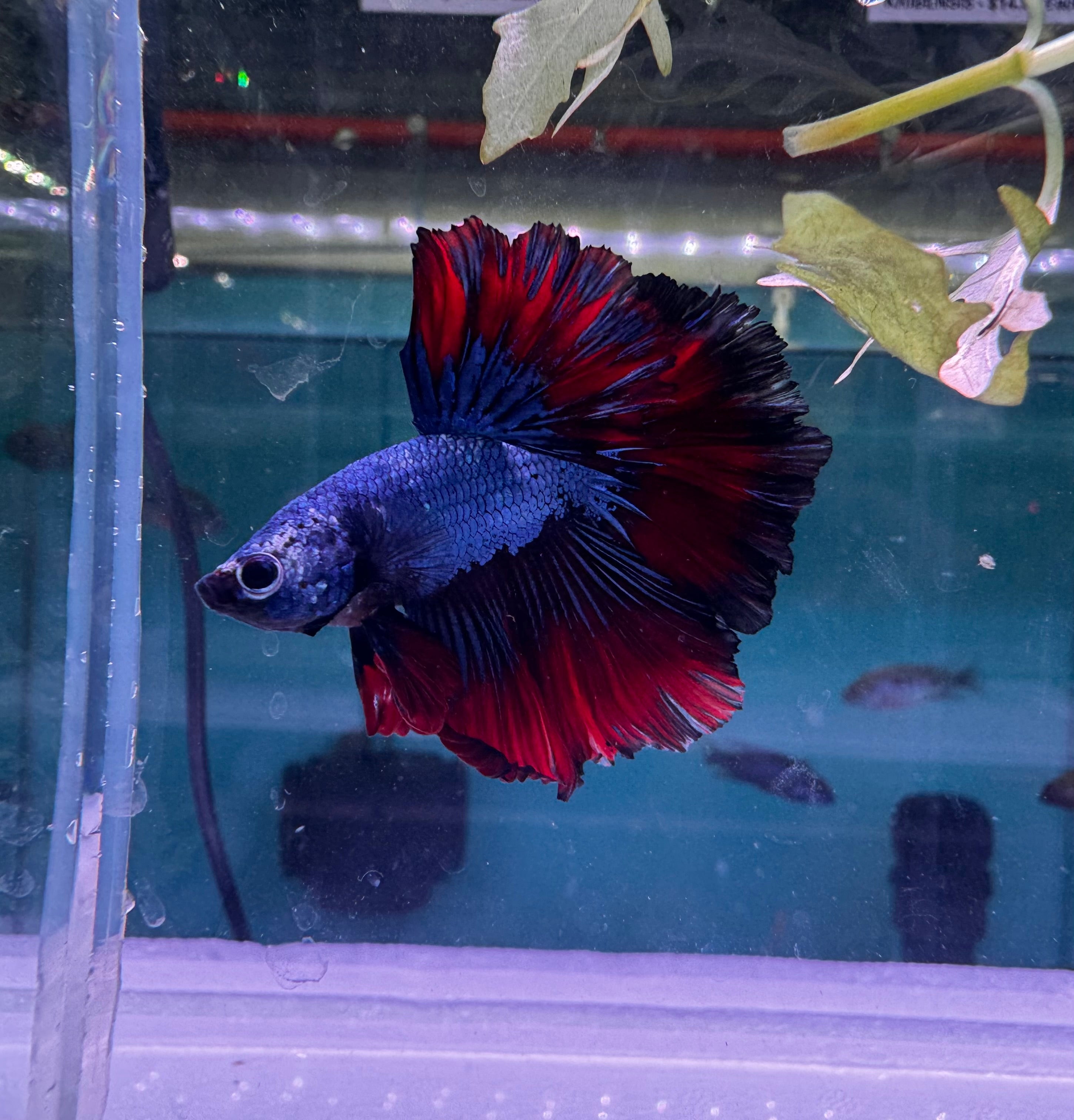 Betta Male - Dark Knight D2